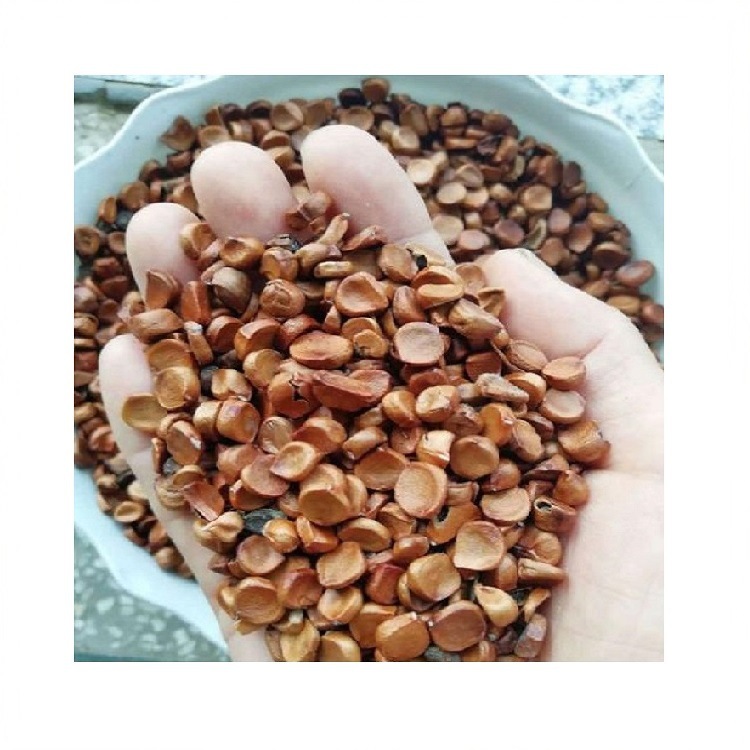 黄菖蒲种子水生黄花卉 当季新上市岸边植物 公园湖边园林工程量大