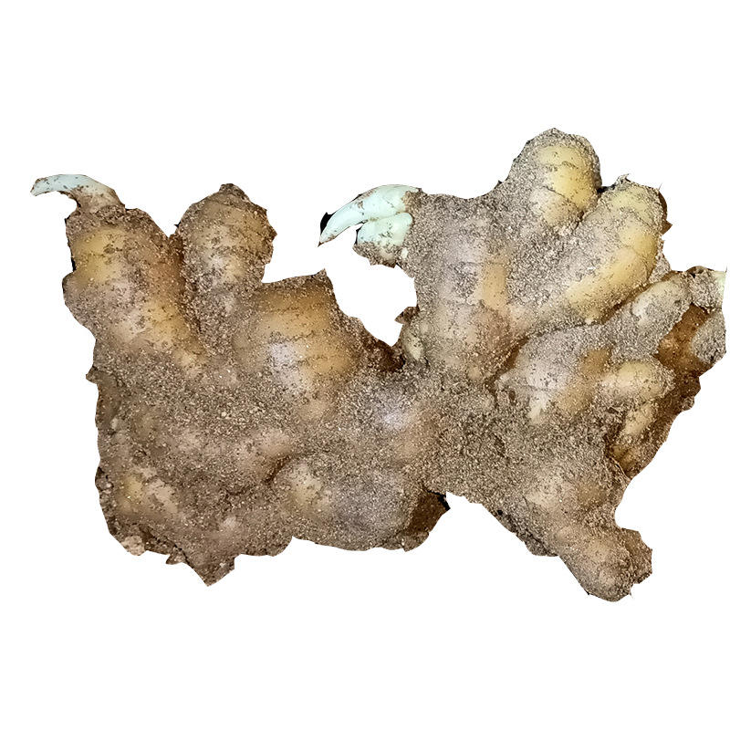 每斤8元产地批发山东威海乳山生姜大姜嫩姜鲜姜鲜活老土姜月子姜