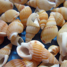 家居装饰 天然海螺贝壳精品水族装饰 摆件收藏浅纹螺 小海螺米螺