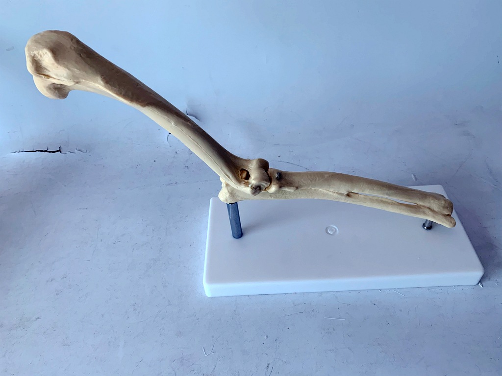 狗骨骼模型 狗骨架 狗关节 狗肘关节 犬骨架犬关节 犬肘关节