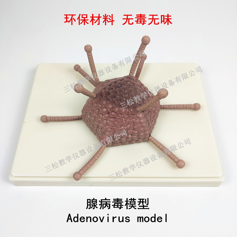 腺病毒模型 腺病毒解剖 腺病毒放大 腺病毒教学模型 腺病毒示教