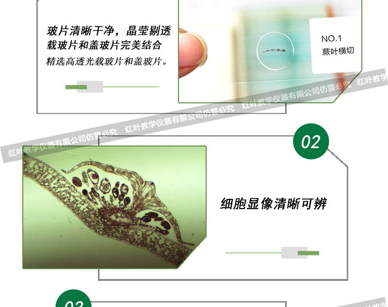 蕨叶横切 生物实验切片 植物切片 显微镜生物玻片