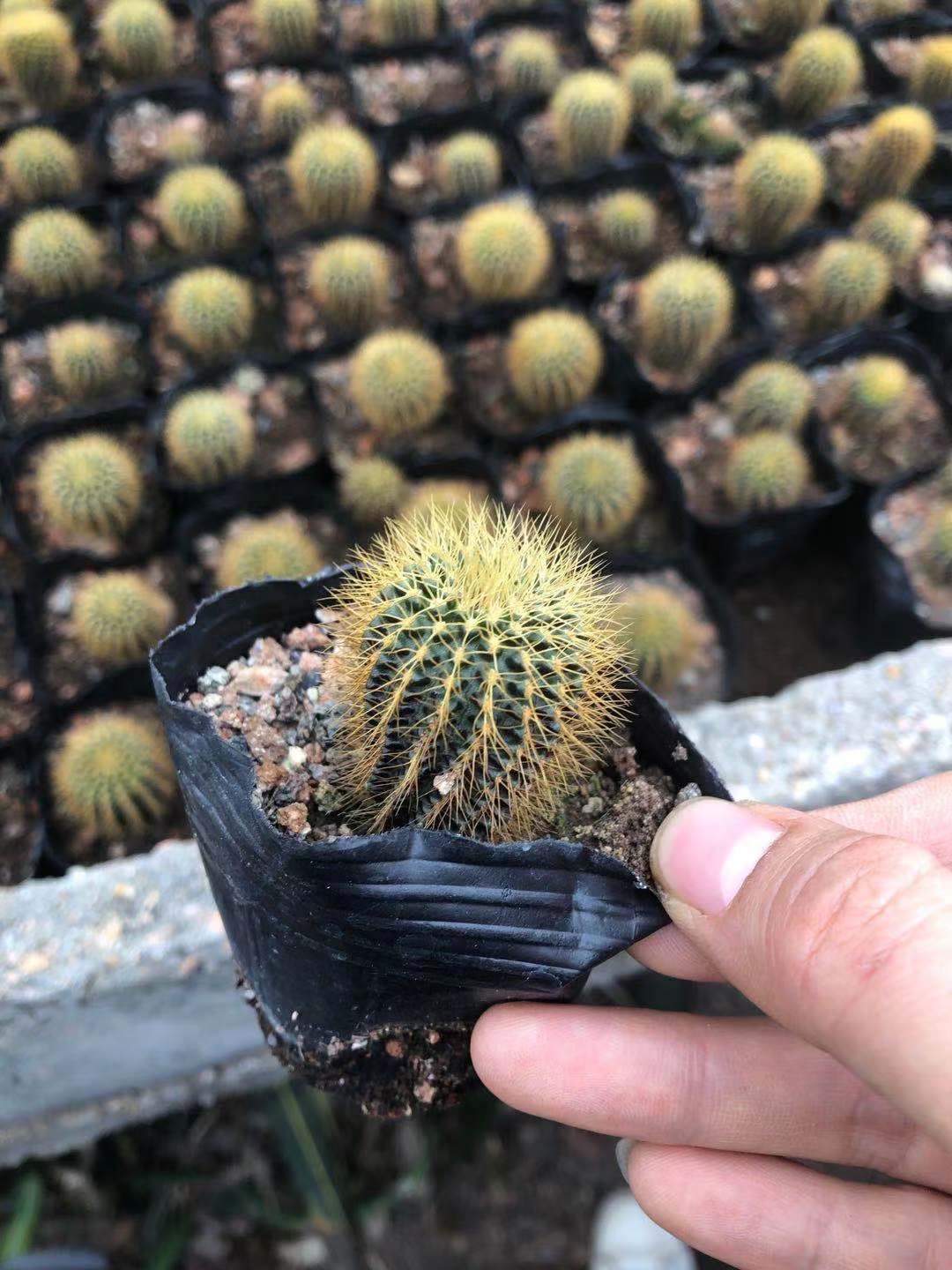 黄金士童 仙人球桌面绿植居家室内办公室桌面盆栽