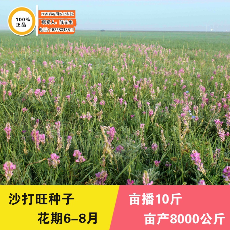 沙打旺种子 优质牧草种子 豆科优质 麻豆秧沙地牧草种子 包邮