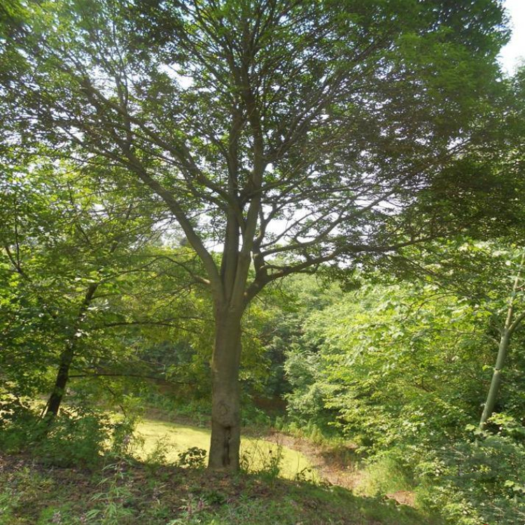 批发小叶朴树种子 小叶朴 朴树 是荨麻目榆科朴属植物