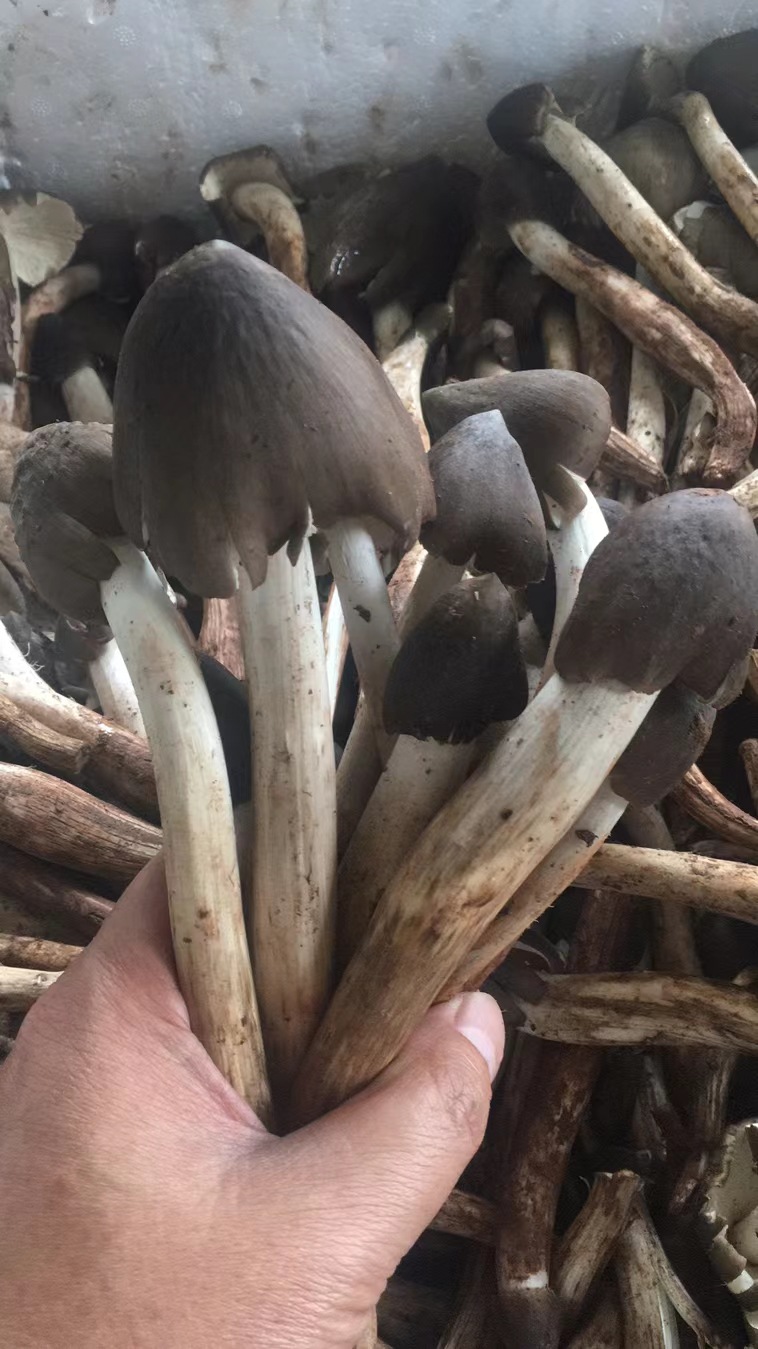 云南特产油鸡枞1千克火把鸡枞鸡枞油即食鸡枞菌