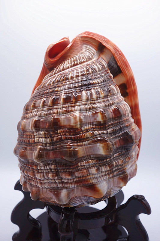 厂家批发万宝螺 海螺贝壳工艺品现代简约海螺纪念品 家居摆件装饰