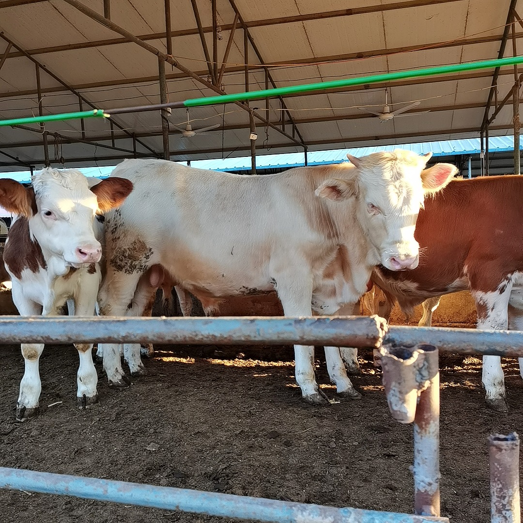 牛养殖场牛舍-牛养殖场牛舍厂家,品牌,图片,热帖-阿里巴巴