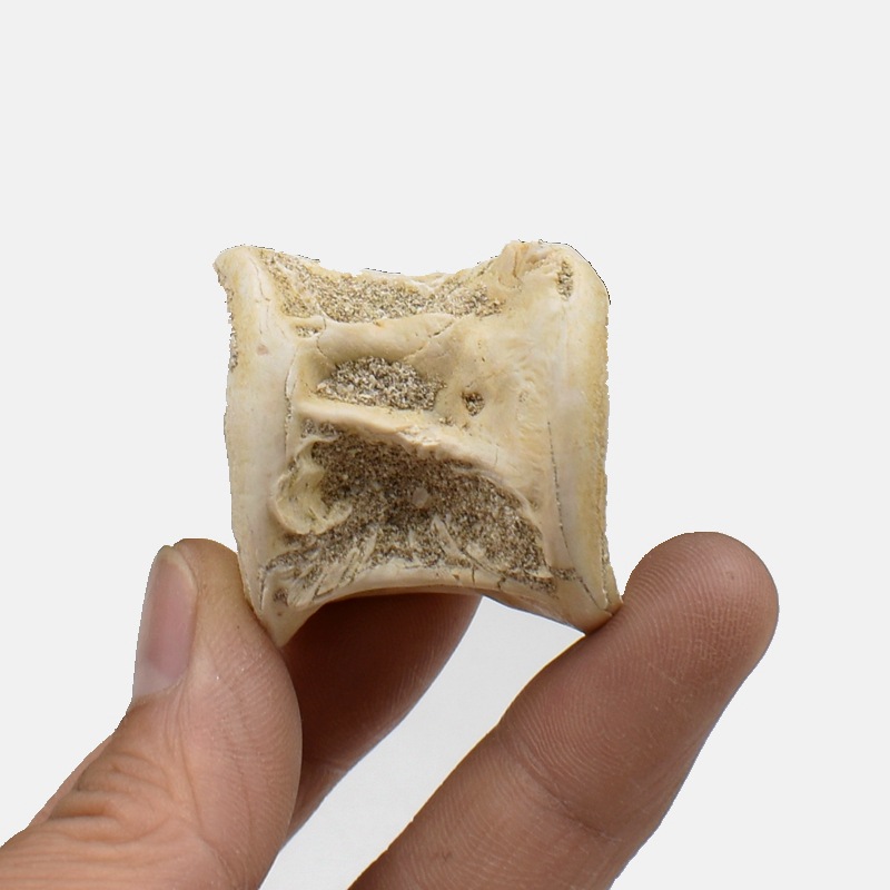 鲨鱼脊椎骨化石原石沧龙脊椎骨石古海洋生物地质科普教学标本