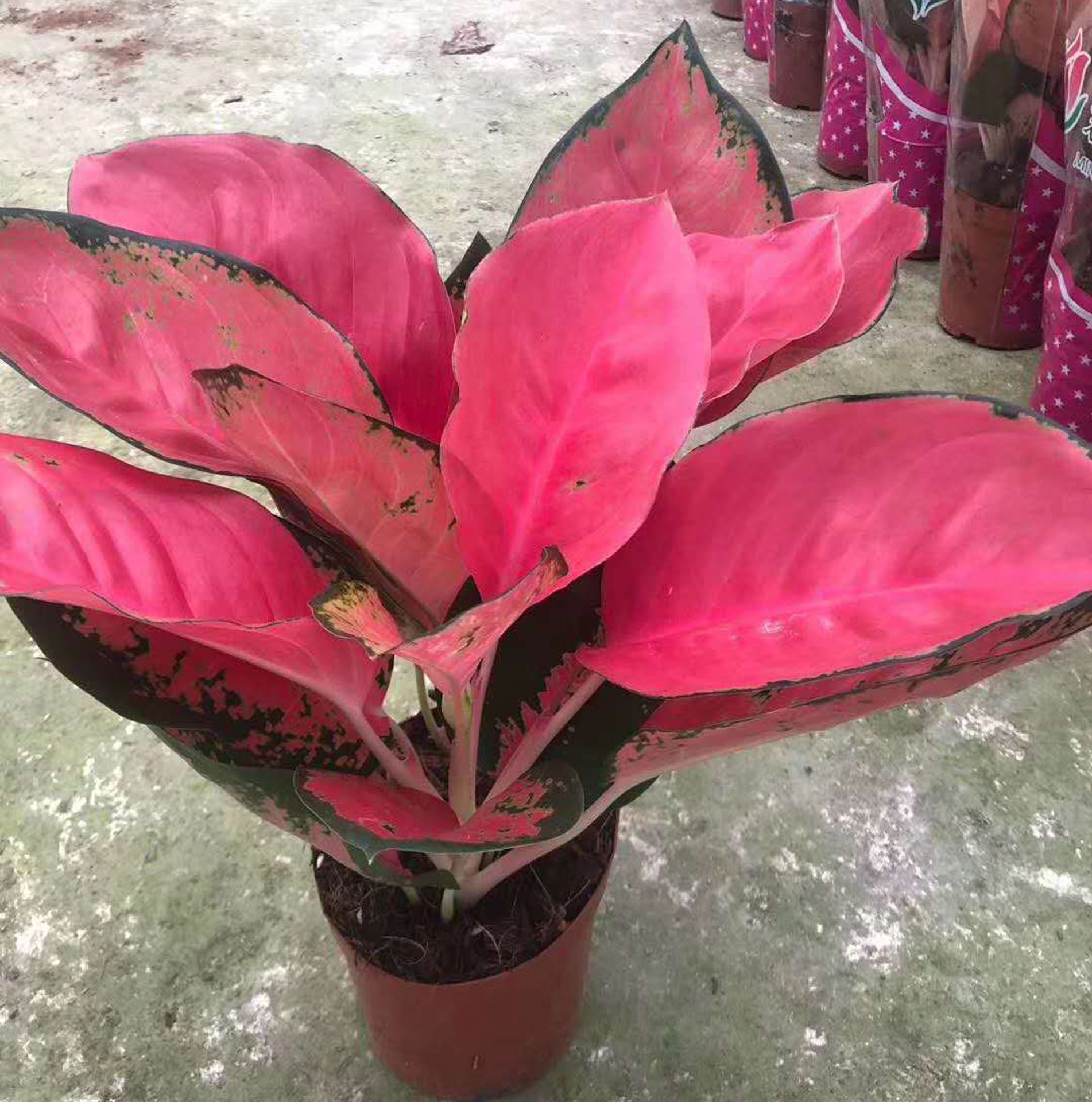 基地直供观叶植物盆栽花卉居家花卉盆栽绿植150中国红