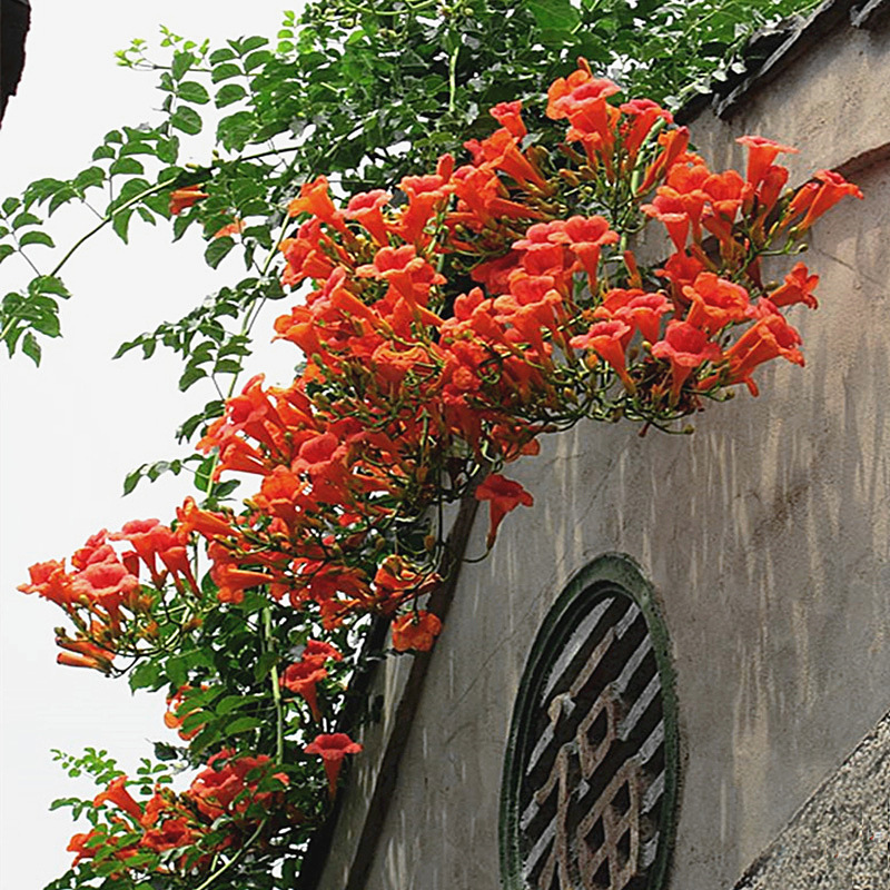 美国凌霄花炮仗花高档藤本花卉植物棚架院墙围栏花架凉亭遮挡绿化