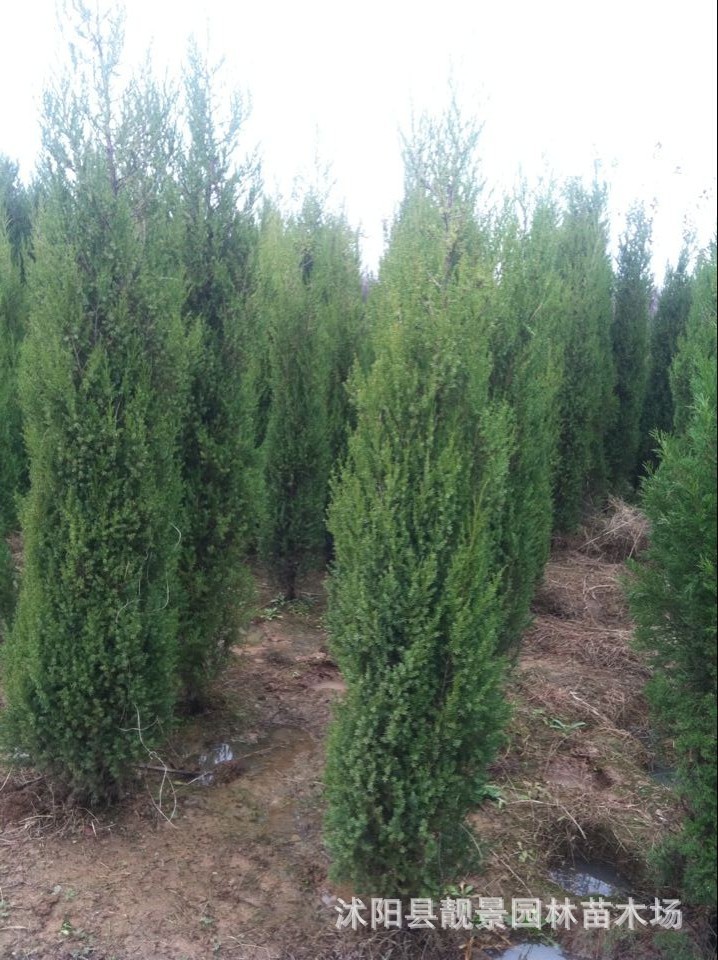 刺柏 松柏树苗 刺柏刺松 宝塔 松塔柏 蜀桧 园林绿化苗木墓地松