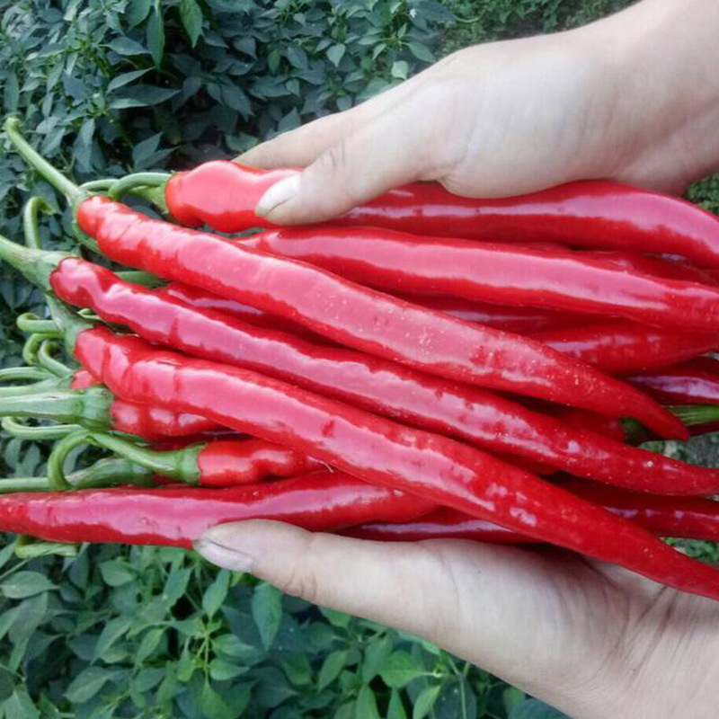 辣椒种籽高产早熟抗病春夏四季种植8819线椒种子蔬菜孑超辣蔬菜孑