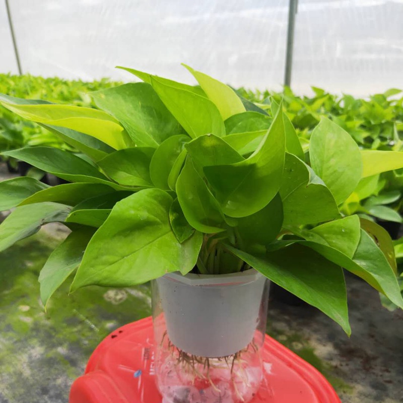 1379批发 绿植盆栽 盆栽花卉 居家绿植 小盆栽 水培黄金葛110