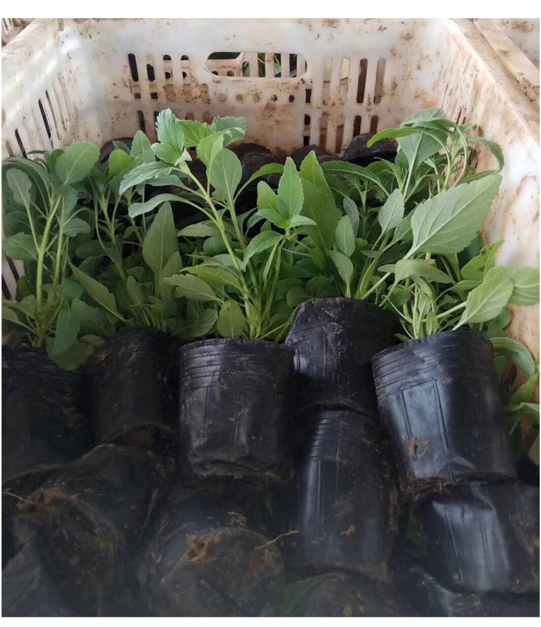 厂家营养杯育苗杯批发营养钵育苗袋塑料育苗盆