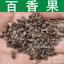 水果种子-水果种子价格,图片,排行 - 阿里巴巴