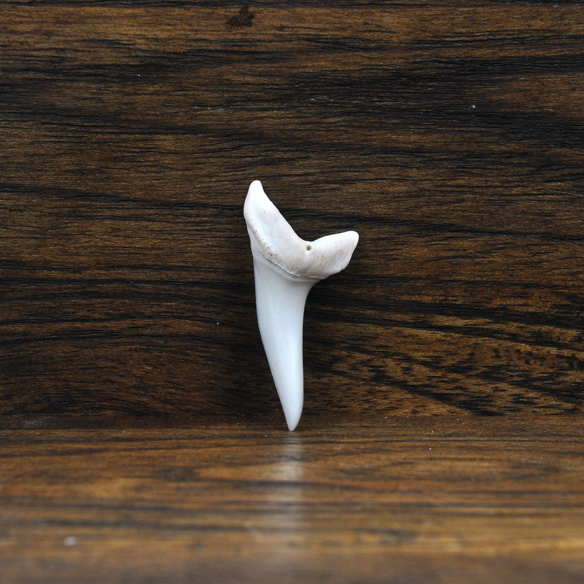 泰国鲨鱼牙齿吊坠男女个性配饰东南亚创意首饰品diy 项坠