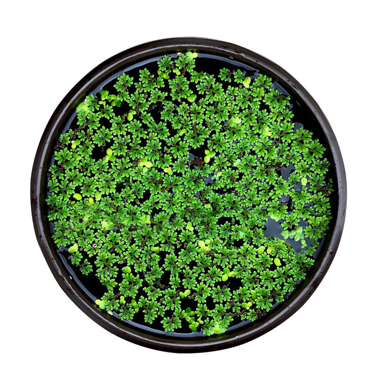 满江红 浮萍 水下叶鱼缸观赏造景 真水草批发 活体 光合水草