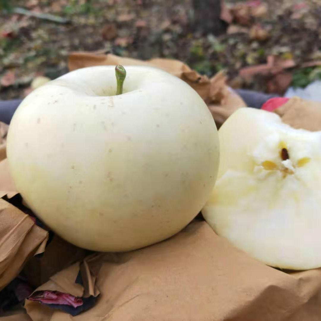 求购2022冬博洋61号羊角蜜包邮脆甜多汁羊角蜜甜瓜现摘现发可代发羊角