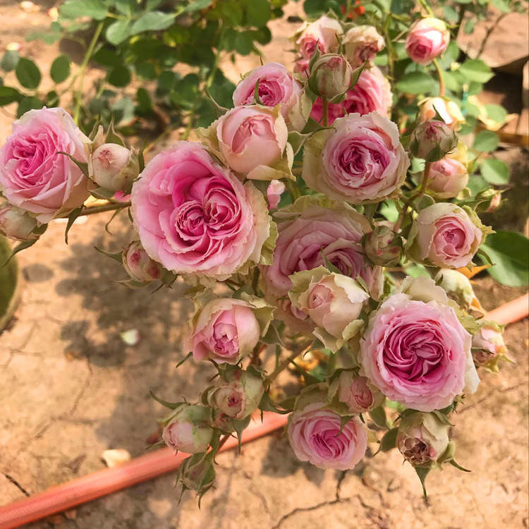 迷你伊甸园月季四季循环开花多头粉色月季盆栽花卉阳台微型月季