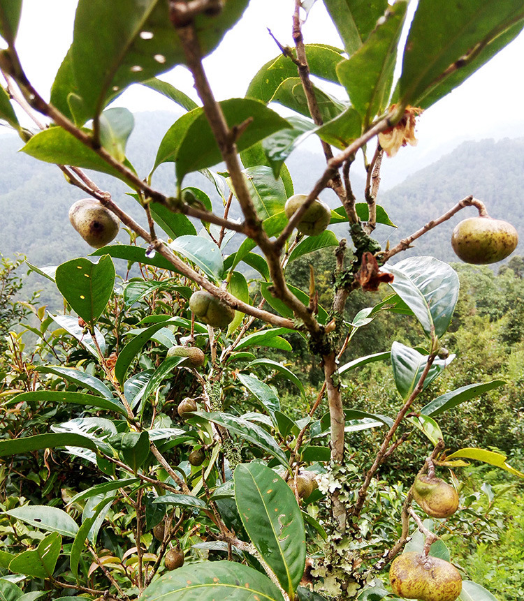 云南普洱茶生茶饼茶荒山放野茶老树茶口粮茶源头产地厂家批发陈茶