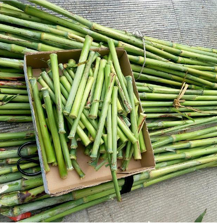 甜杆高粱种子甘蔗种籽汁多北方小甘蔗水果春秋夏季四季种植农家孑