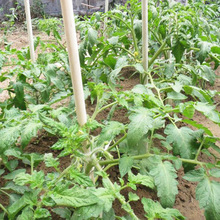 农用玻璃纤维杆小拱棚育苗番茄茄子植物攀爬杆树苗玻璃纤维支撑杆