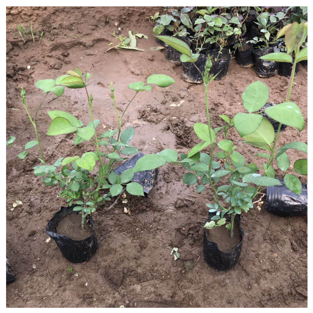 批发盆栽绿植爬藤月季红色龙沙宝石月季藤本月季多花蔷薇苗