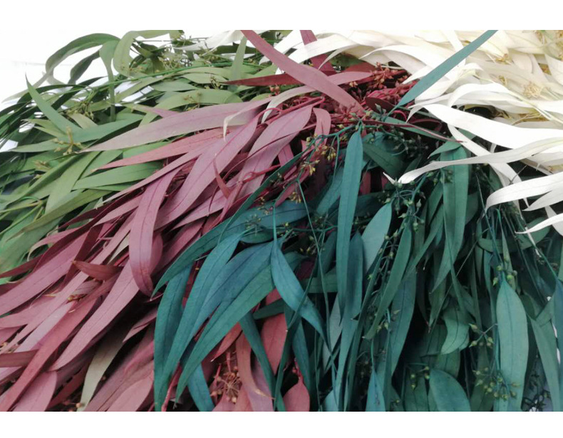 永生小米果叶 细柳叶diy小米叶森系插花配材工厂直批