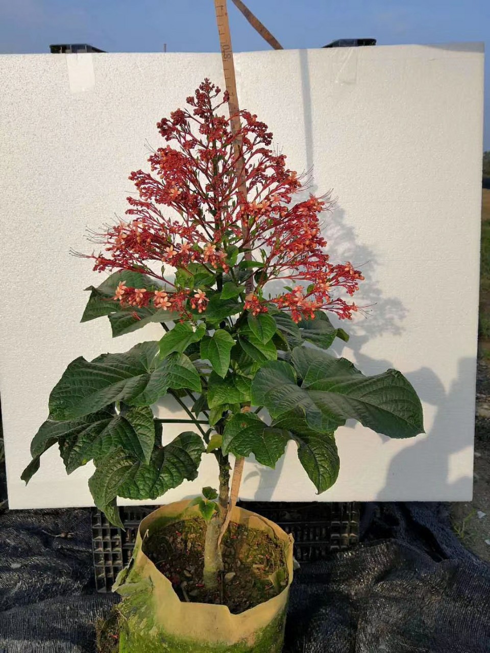 205供应 宝塔桢桐 60-100cm袋苗 园锥大青 基地直销 多年生花灌木