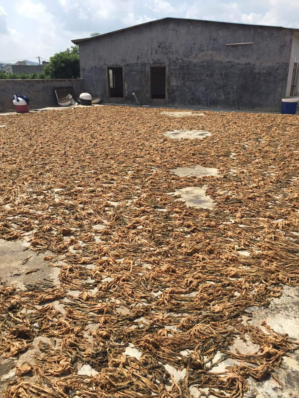 广东惠州特产梅菜芯梅干菜梅菜扣肉梅菜干梅菜叶批发供应 a06