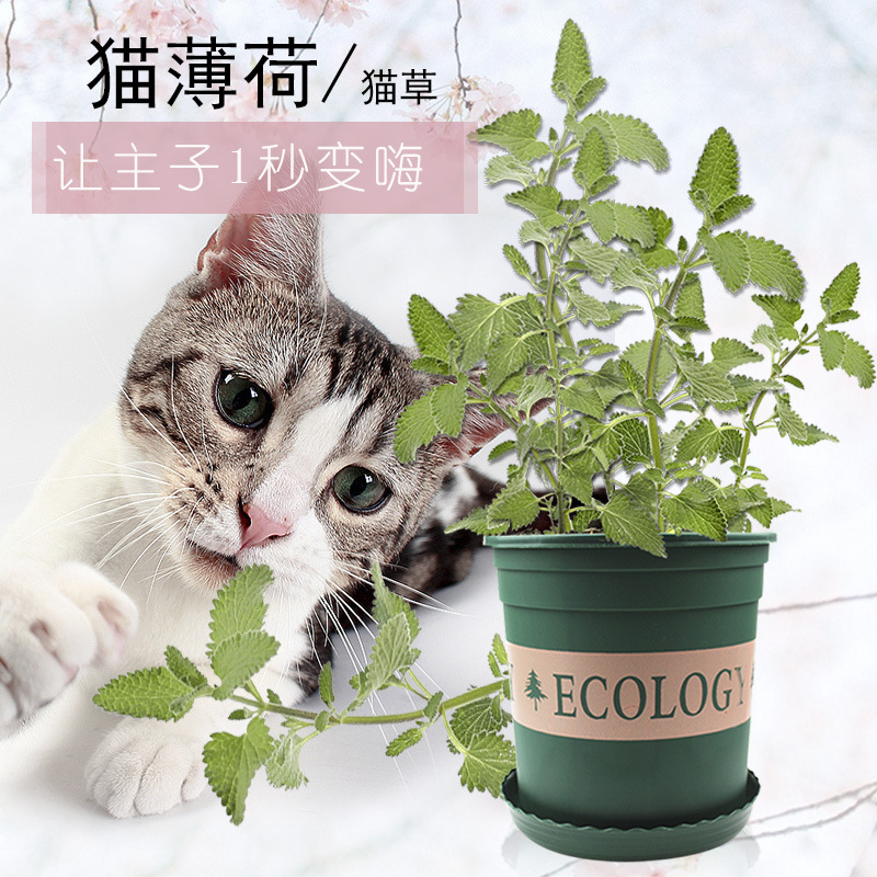 猫薄荷草盆栽植物苗不带盆新鲜大叶猫草猫用水培种植非成品幼苗