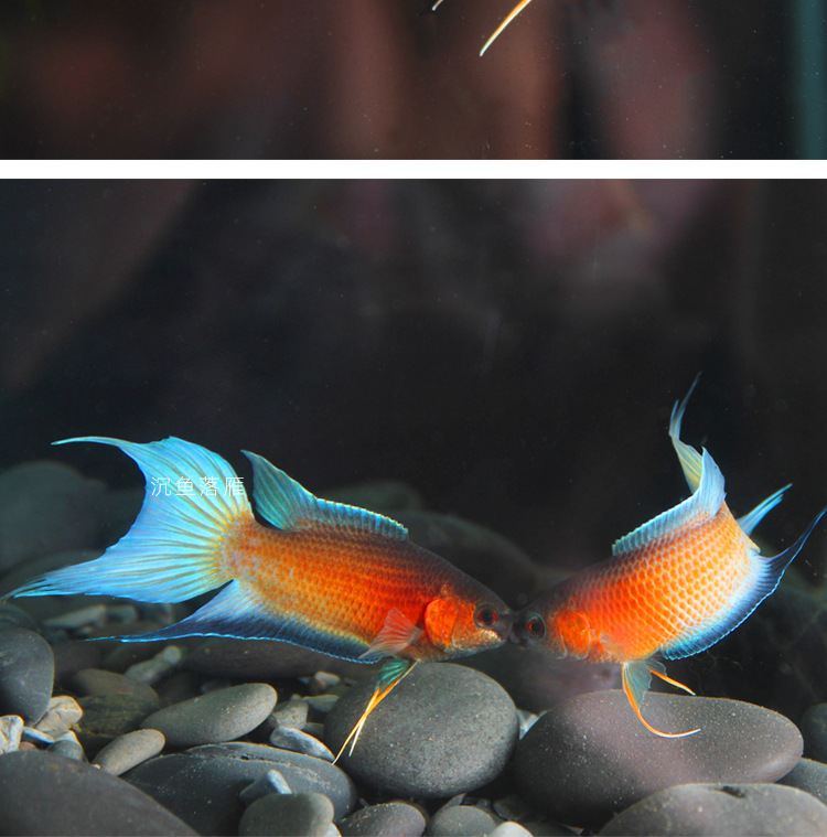 中国澳红观赏鱼淡水好养耐活鱼冷水鱼澳洲红火焰不打氧淡水鱼