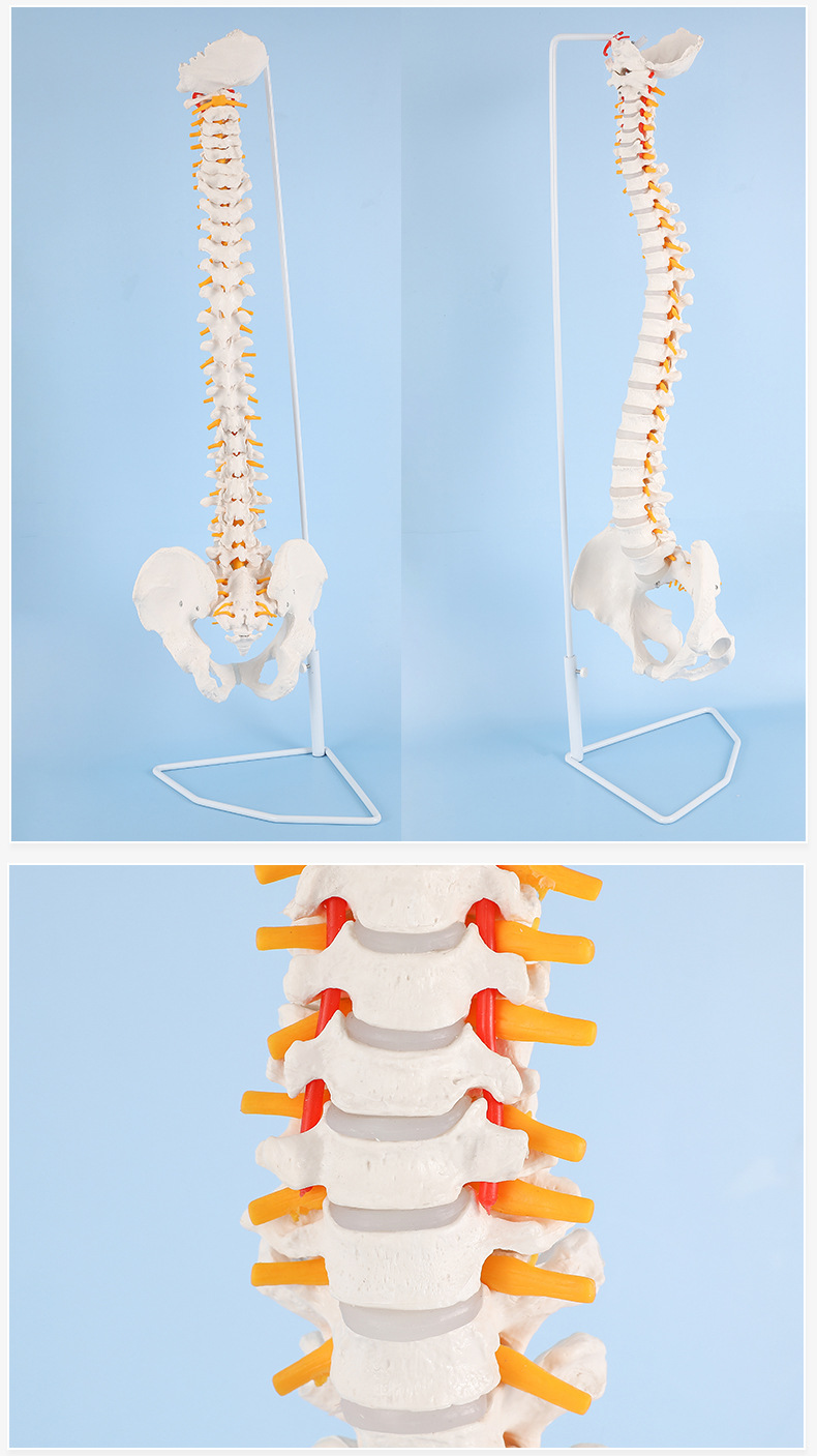 85cm白色可弯曲人体脊柱模型人体骨骼枕骨正骨教学瑜伽骨盆颈椎
