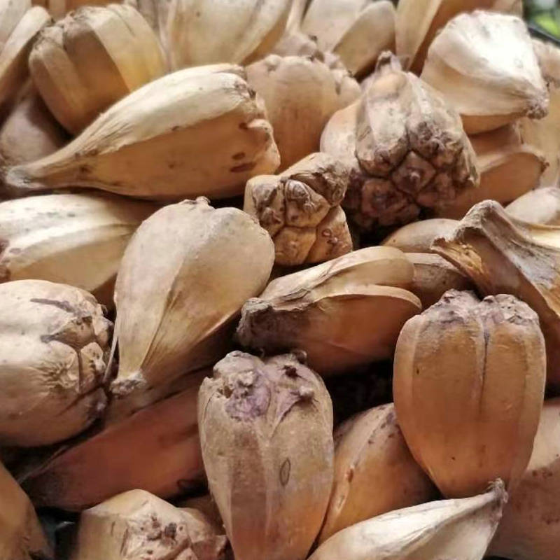 山菠萝批发滴血莲花原籽子 野菠萝产地大货 可打粉加工