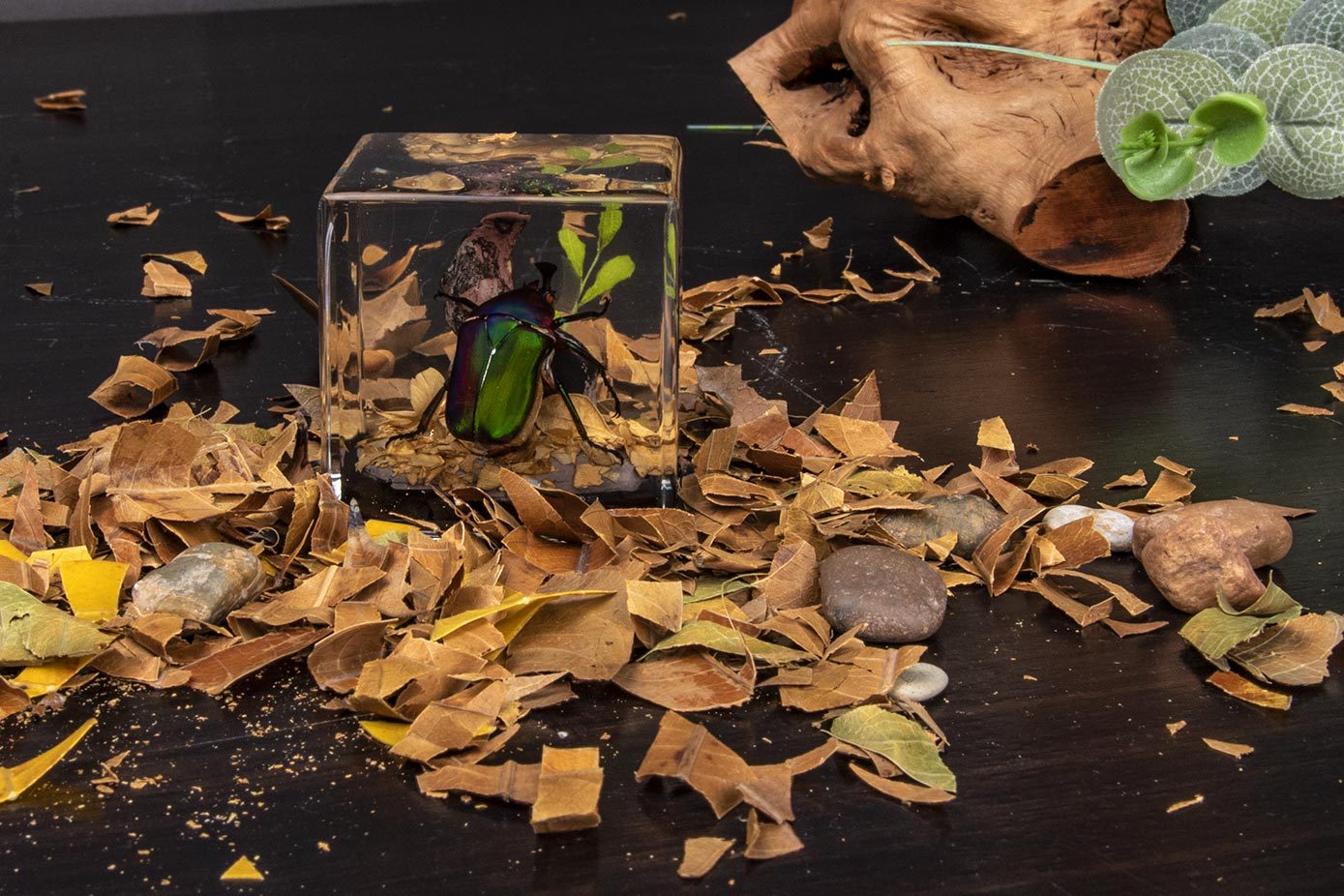 【千年虫】冰立方微景观摆件 高透明树脂亚克力昆虫场景工艺品