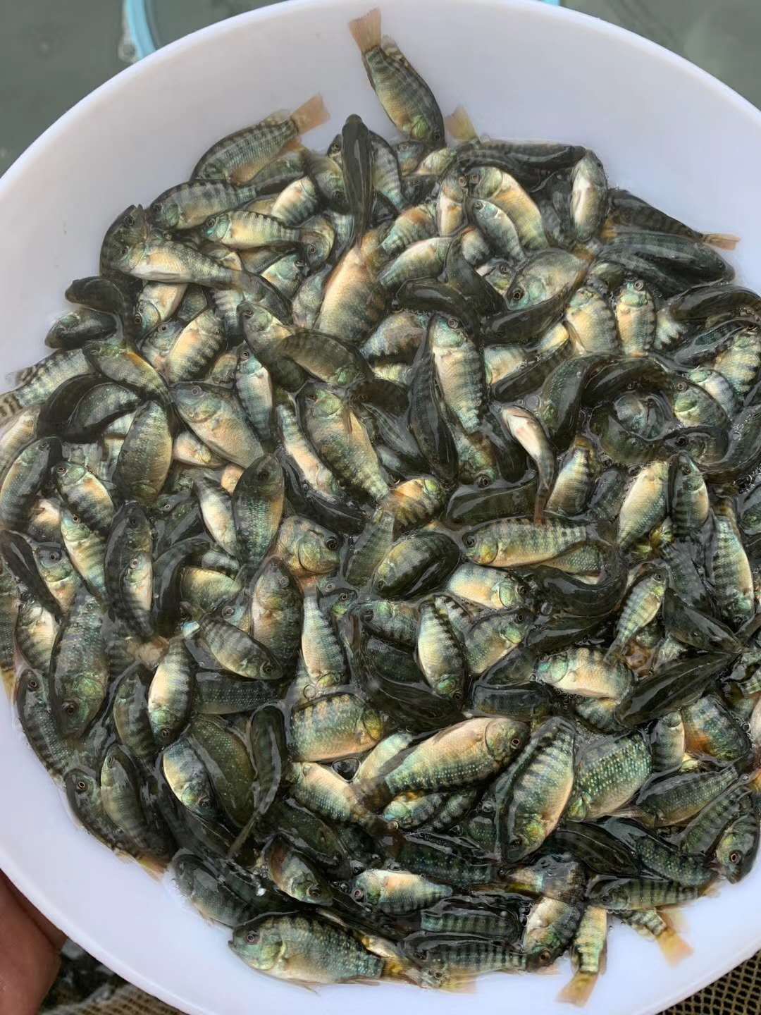 青宝路鱼苗 海南壹号罗非鱼苗 公分苗 水花苗批发 量大价优