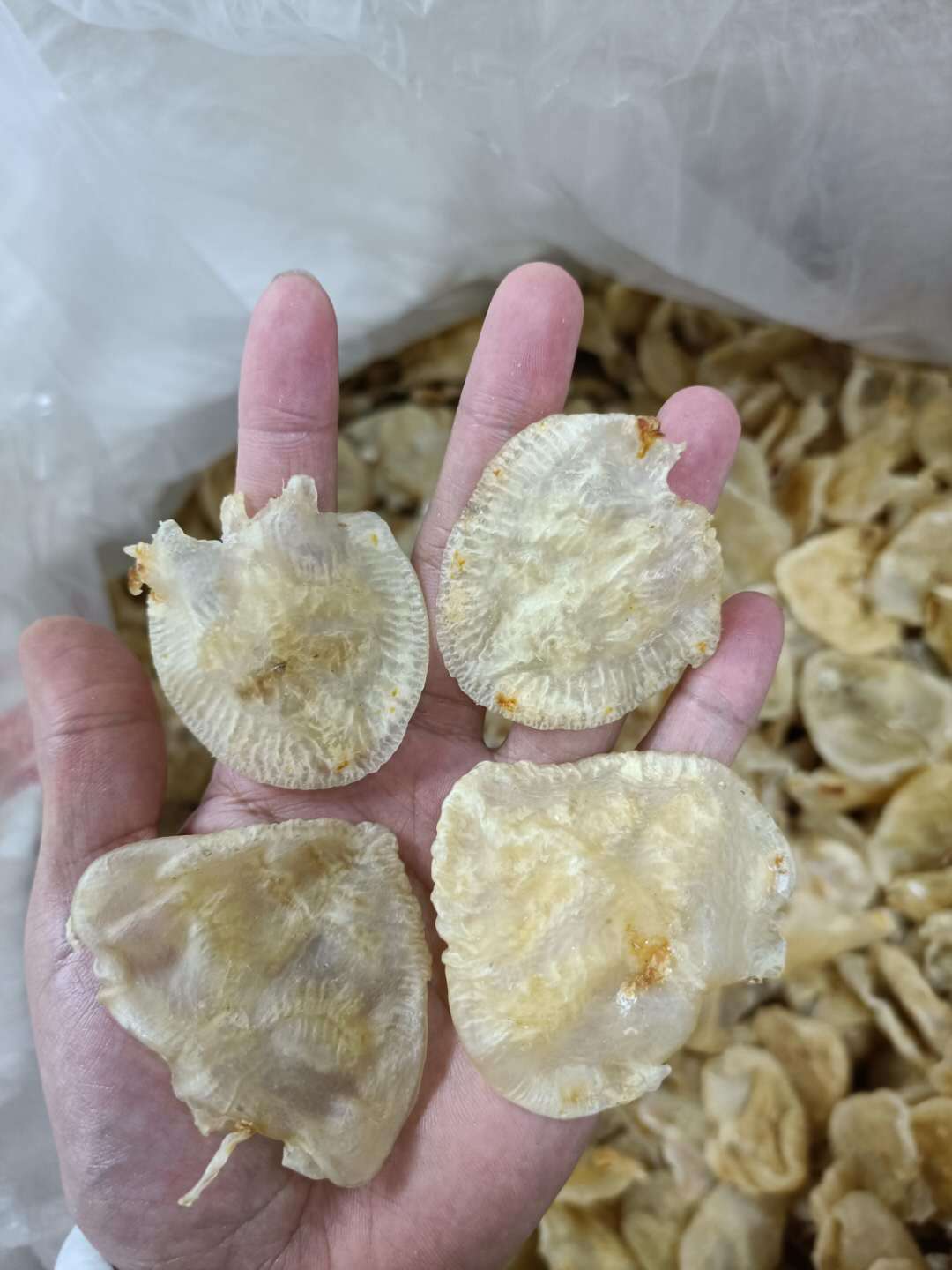 厂家直销昌升海味大量现货供应80头烹调清水小赤鱼胶500g干货批发