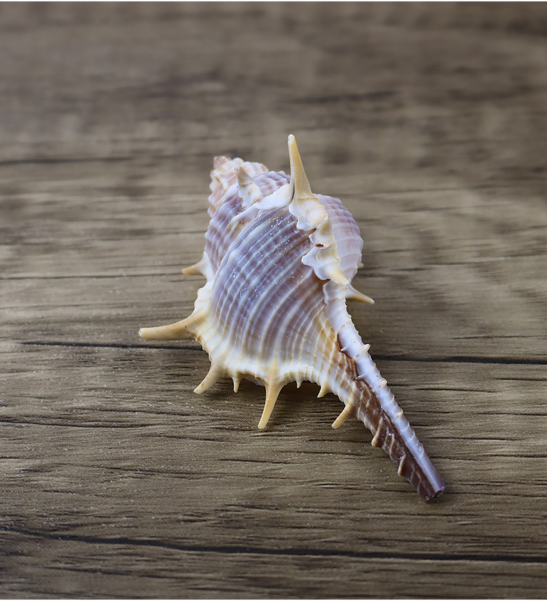 厂家批发天然长刺螺小刺螺女巫骨螺贝壳海螺diy长刺一斤装的