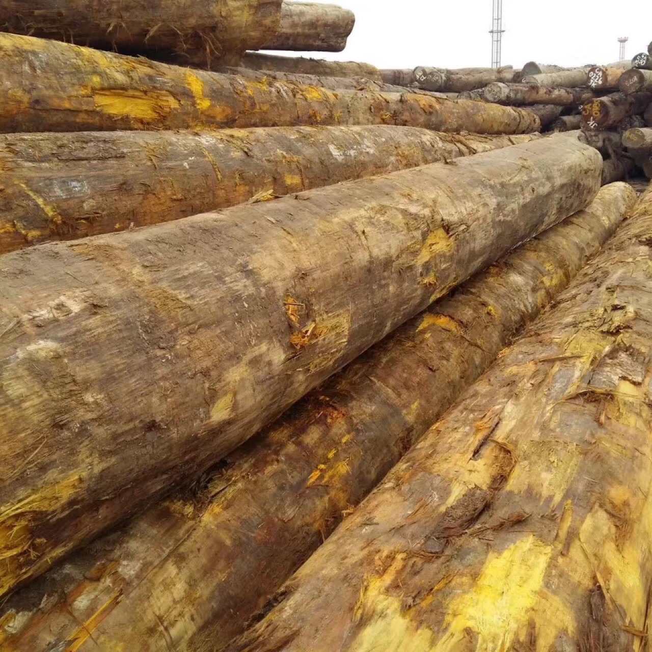 现货优价黄硬木原木户外防腐硬木加工各种规格板材