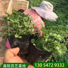蛇莓绿化地皮苗 基地批发宿根植物 爬蔓蛇莓青州鑫联供应