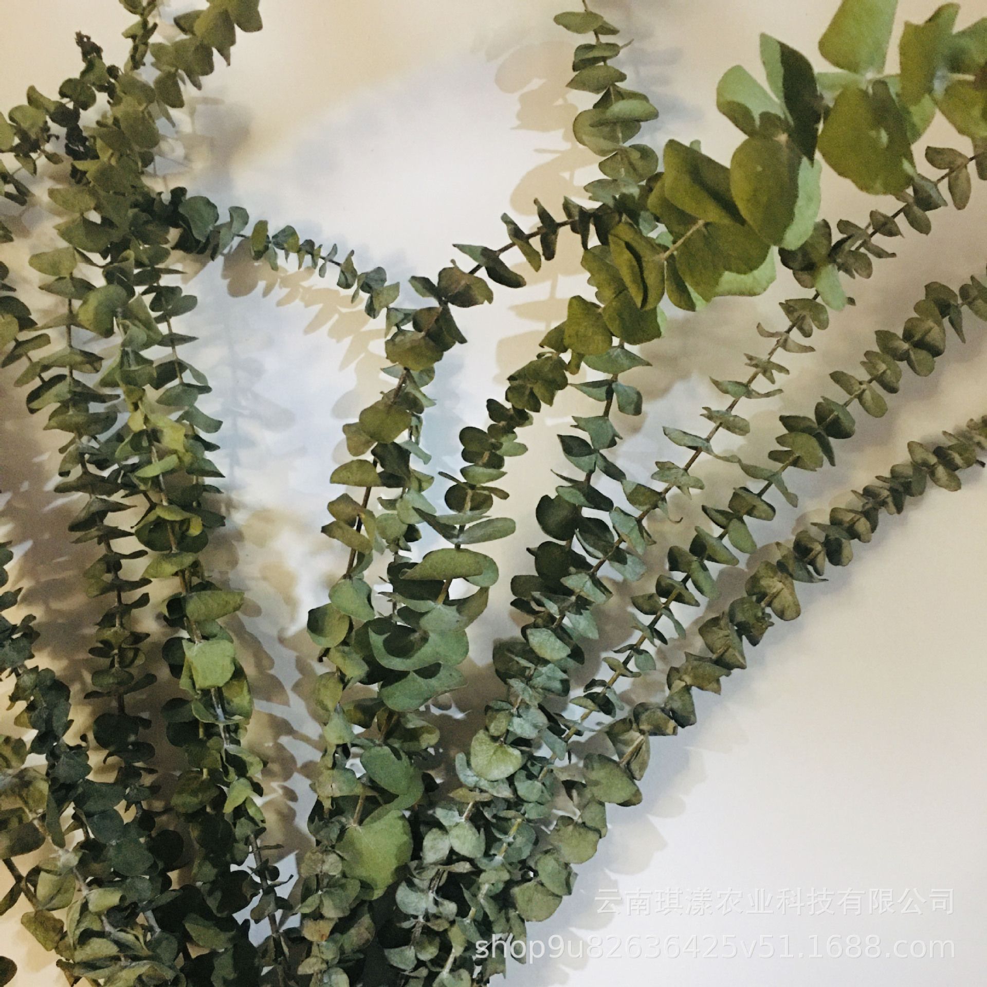 云南自然干花尤加利叶小叶黄杨 铜钱桉小米叶工厂直销插花道具