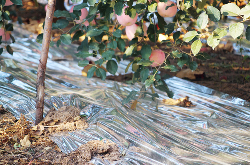 果树反光膜大棚用反光膜蔬菜增温补光反光幕纸农用花卉温室保温