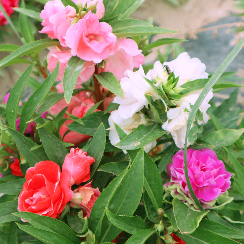 批发大包装茶花凤仙种子重瓣凤仙花急性子指甲花七彩易种好活