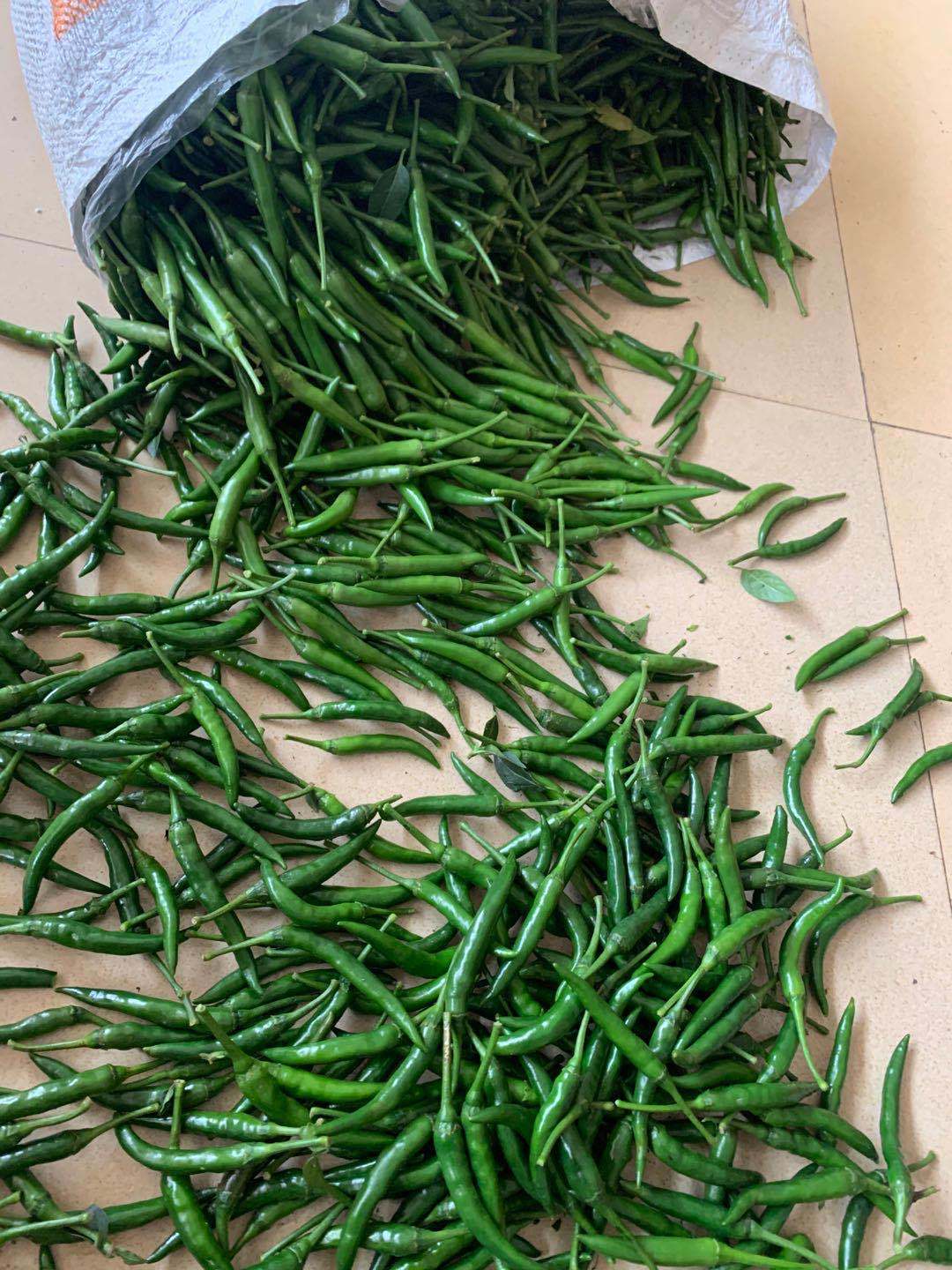 10斤起发 青辣椒新鲜青小米椒特辣现摘小尖椒蔬菜朝天椒够辣够味