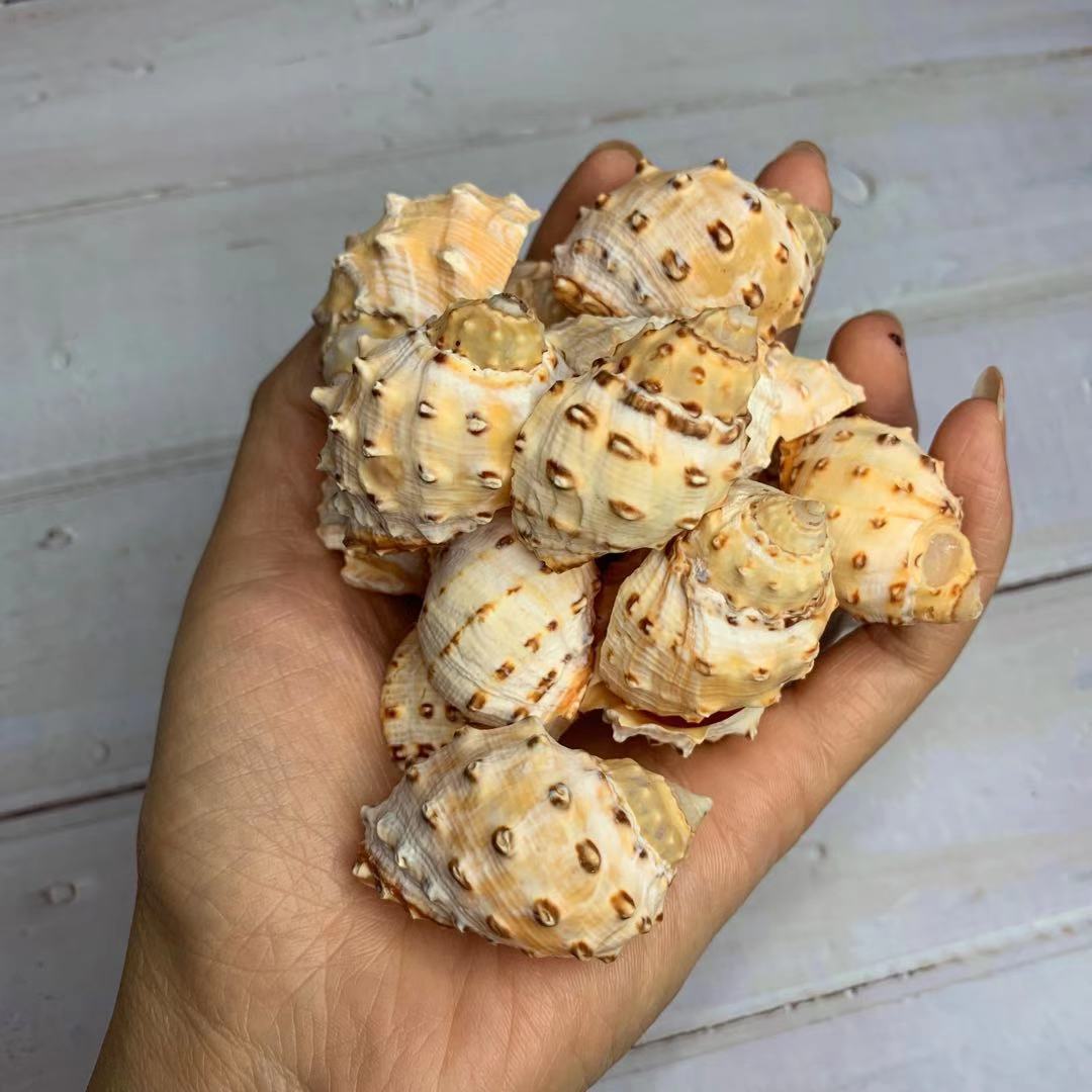 3-6cm荔枝螺寄居蟹替换壳斑点螺家居水族手作装饰品