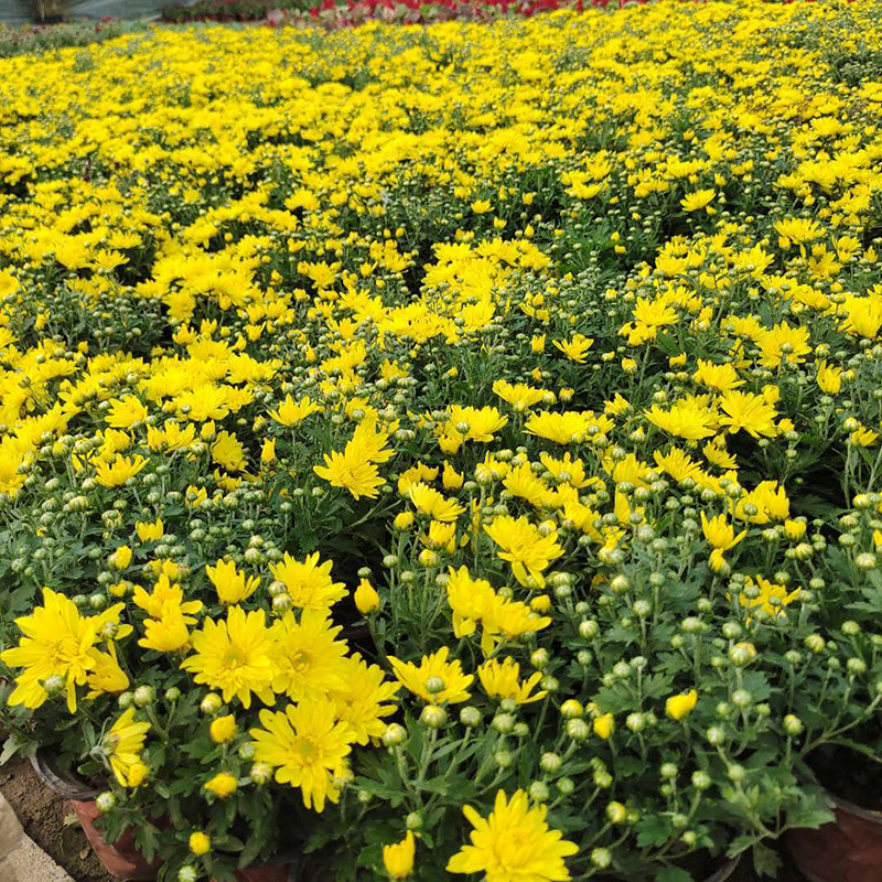 国庆菊花卉国庆春节节日用花国庆菊花坛盆栽花卉草花基地批量出售
