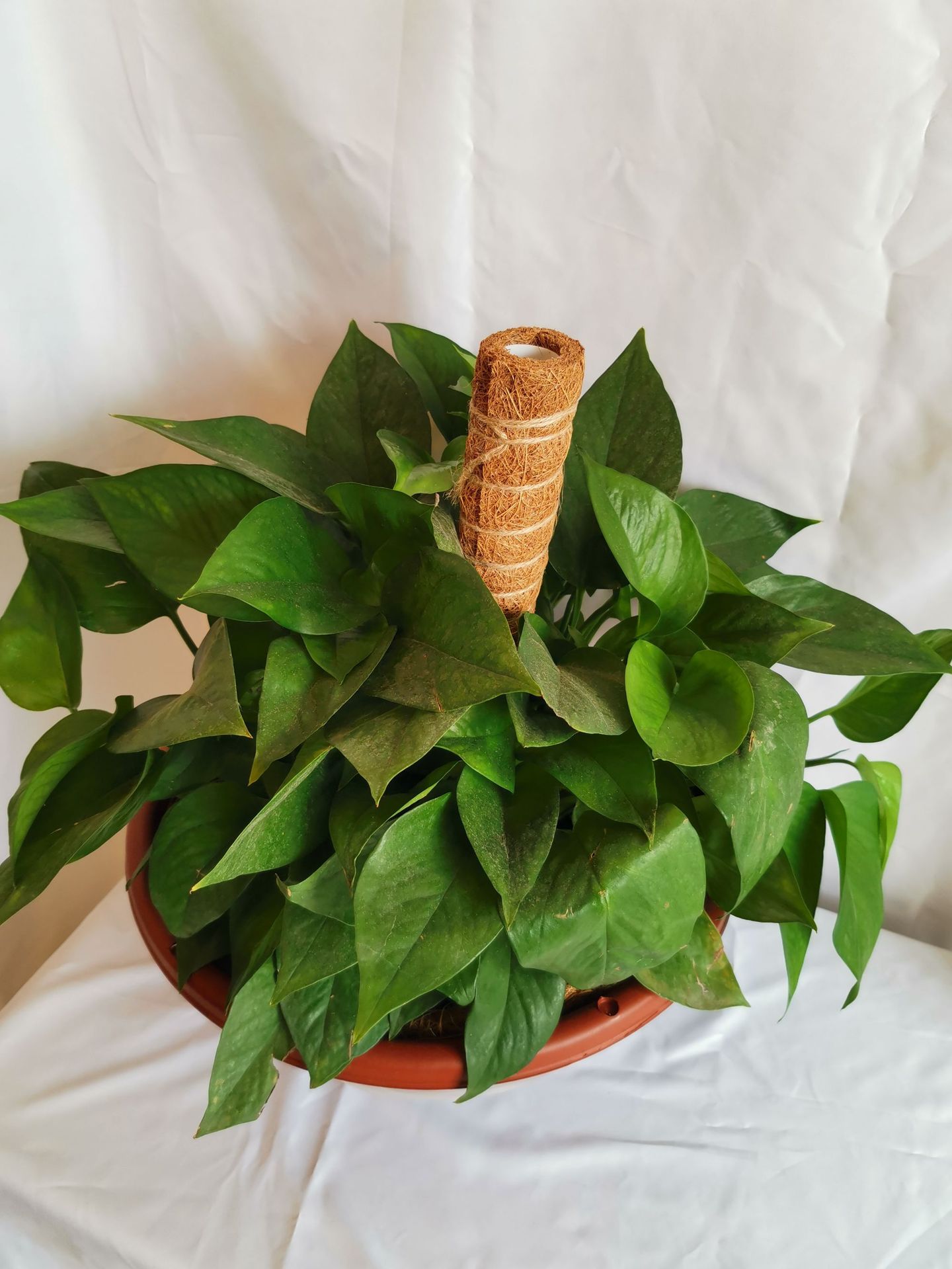 30cm长椰棕棒/绿萝攀爬杆/植物攀爬杆/棕柱