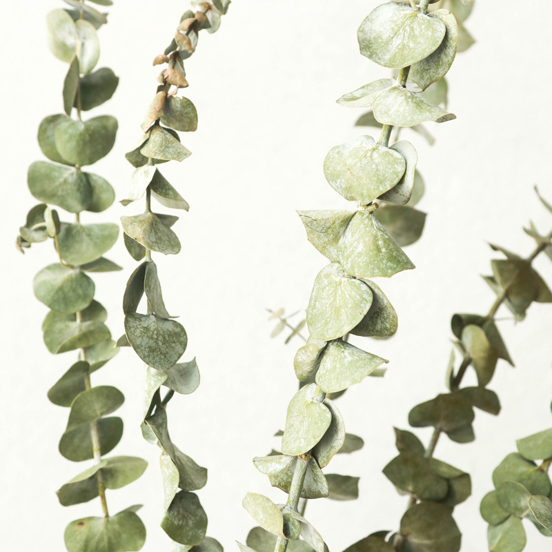 批发风干插花尤加利叶干花花束家居装饰摆件拍照道具小叶尤加利叶