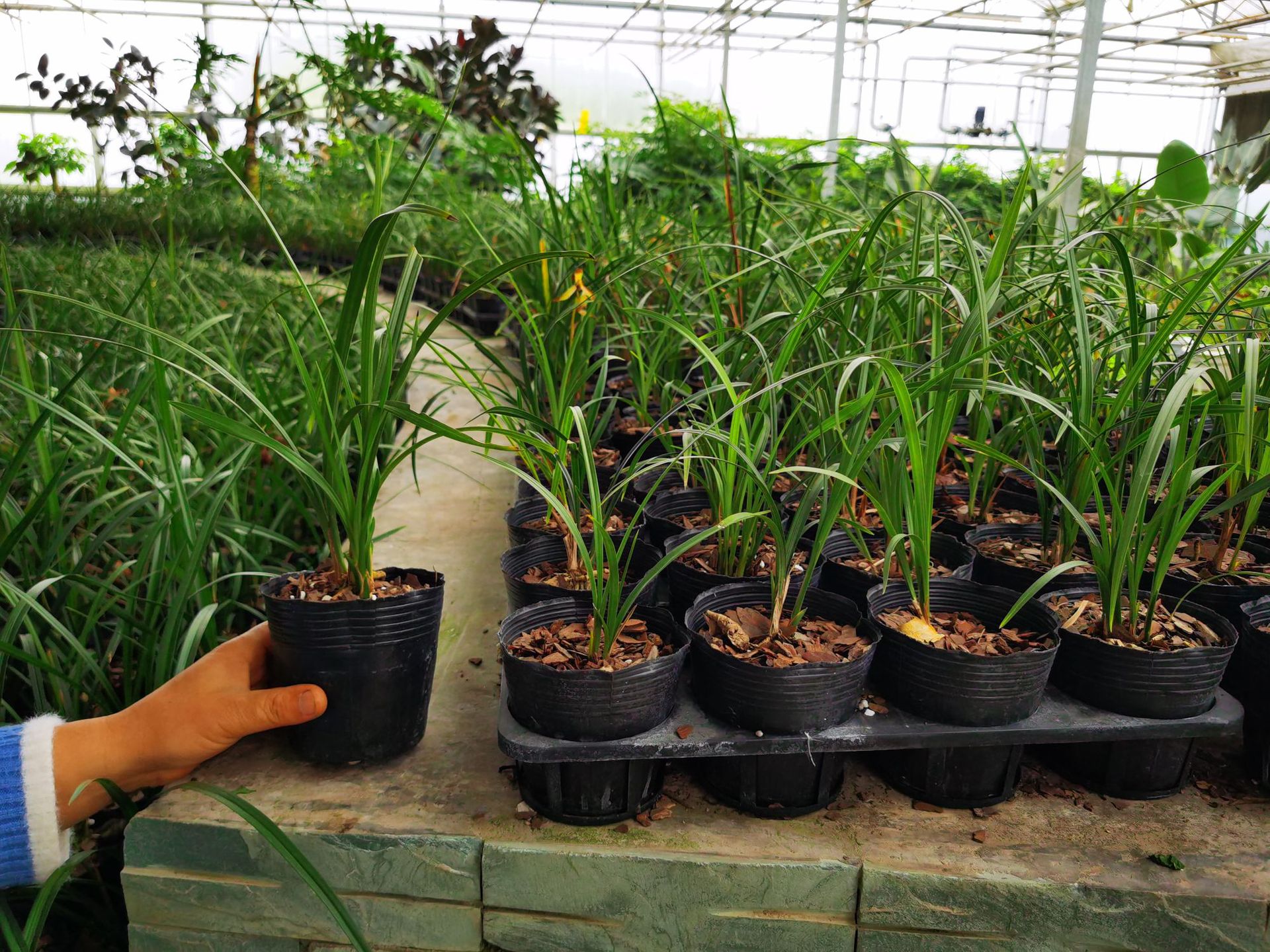 兰草 兰花苗建兰四季兰花盆栽 花卉绿植室内素心兰草批发